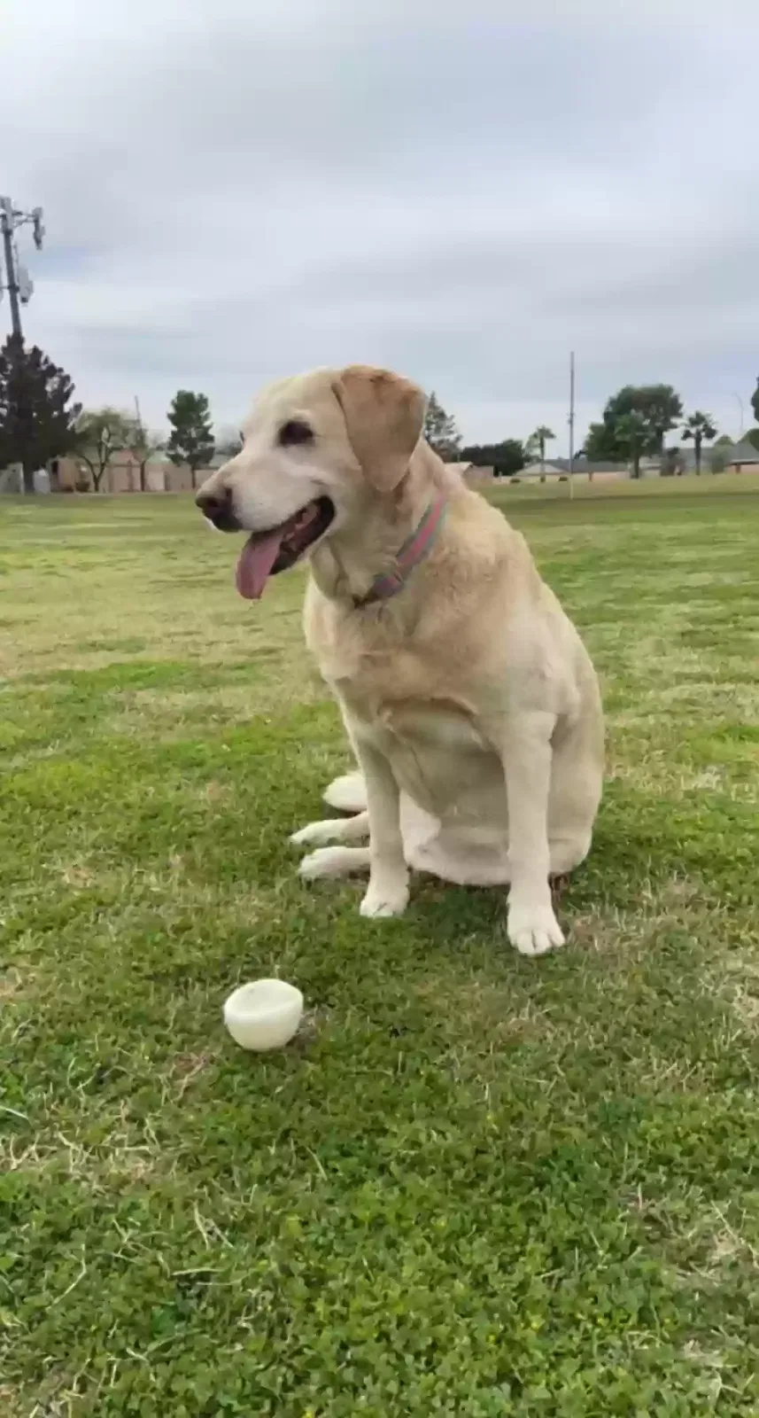 Lost dog in Scottsdale, AZ, 85251