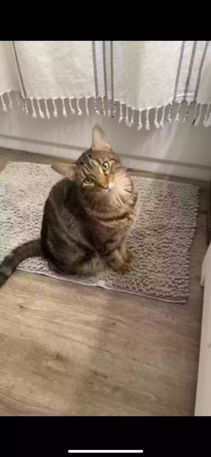 Lost cat in Blanchester, OH, 45107