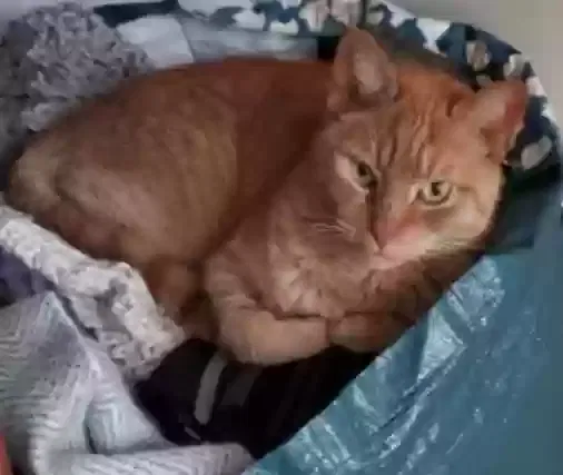Lost cat in Ocala, FL, 34476