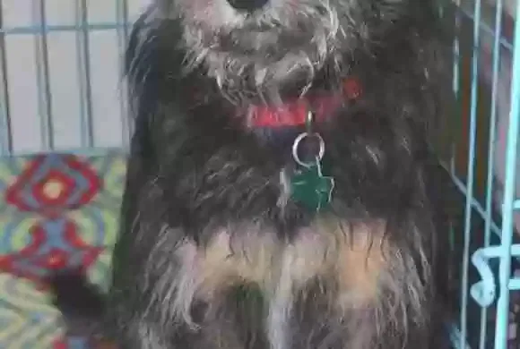 Lost dog in Beaumont, TX, 77705