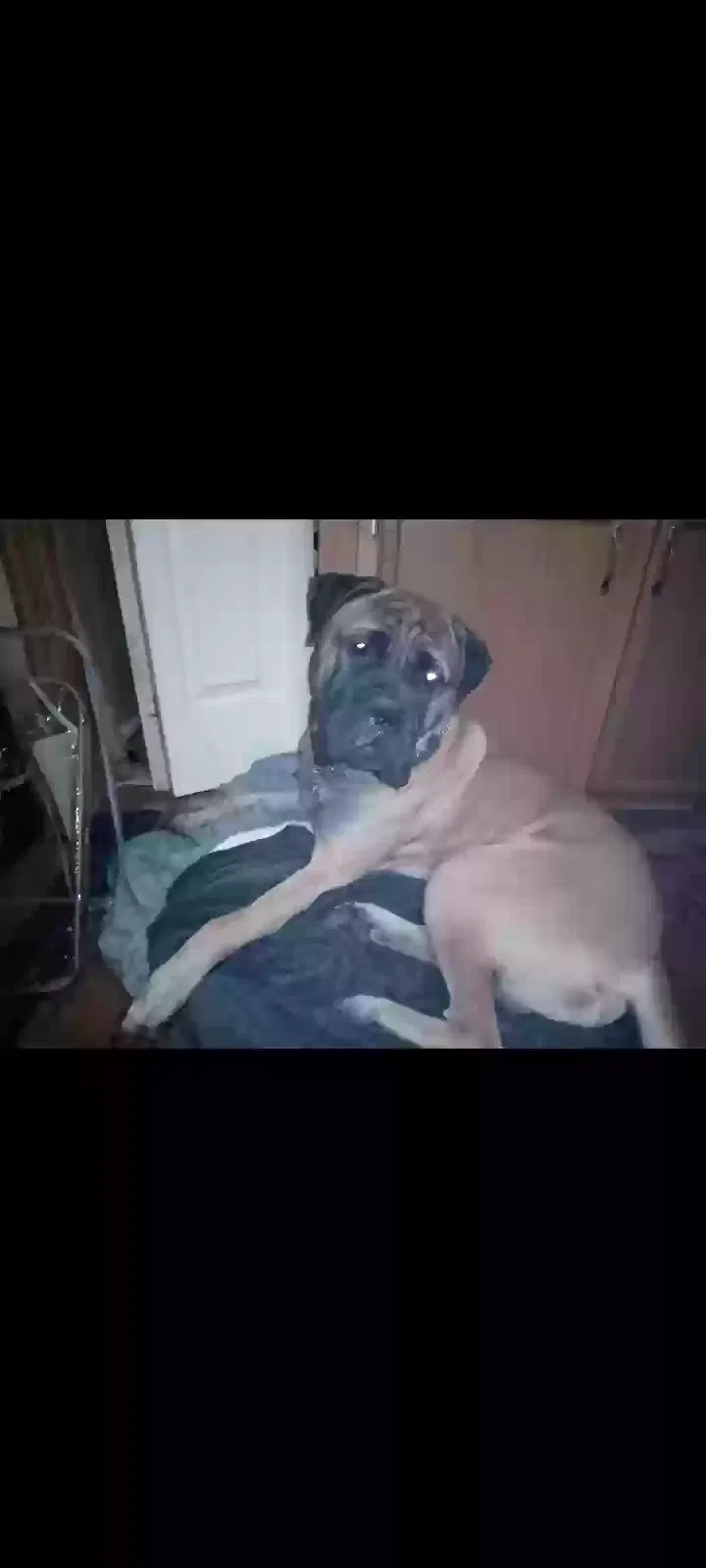 Lost dog in Fruita, CO, 81521
