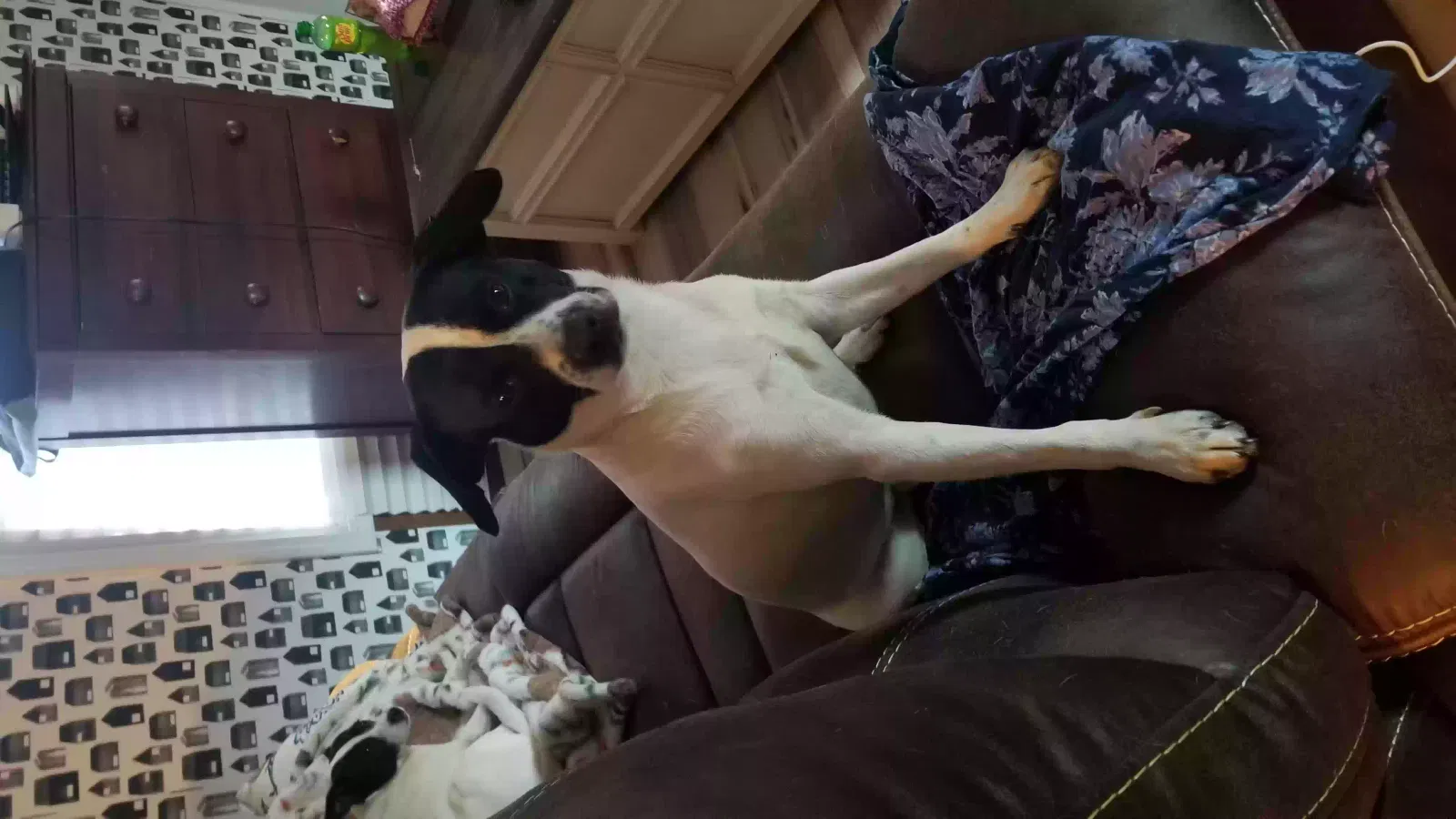 Lost dog in Lawndale, NC, 28090
