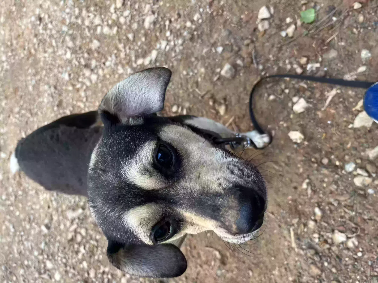 Found dog in Mooresville, NC, 28117