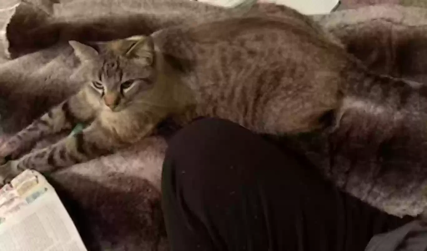 Lost cat in Athens, TN, 37303