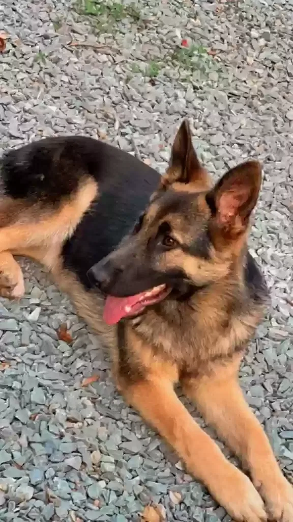 Lost dog in Charlotte, NC, 28227
