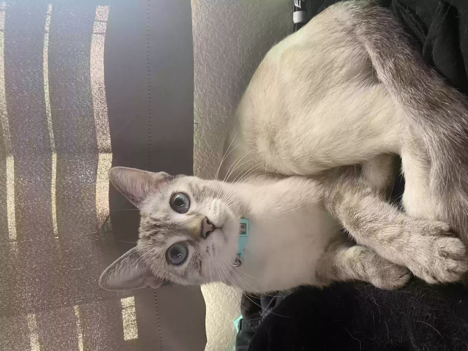 Lost cat in Menifee, CA, 92584