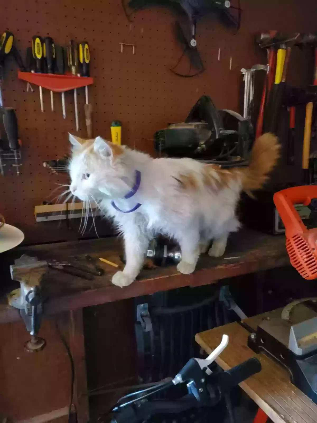 Lost cat in Harrisonville, MO, 64701