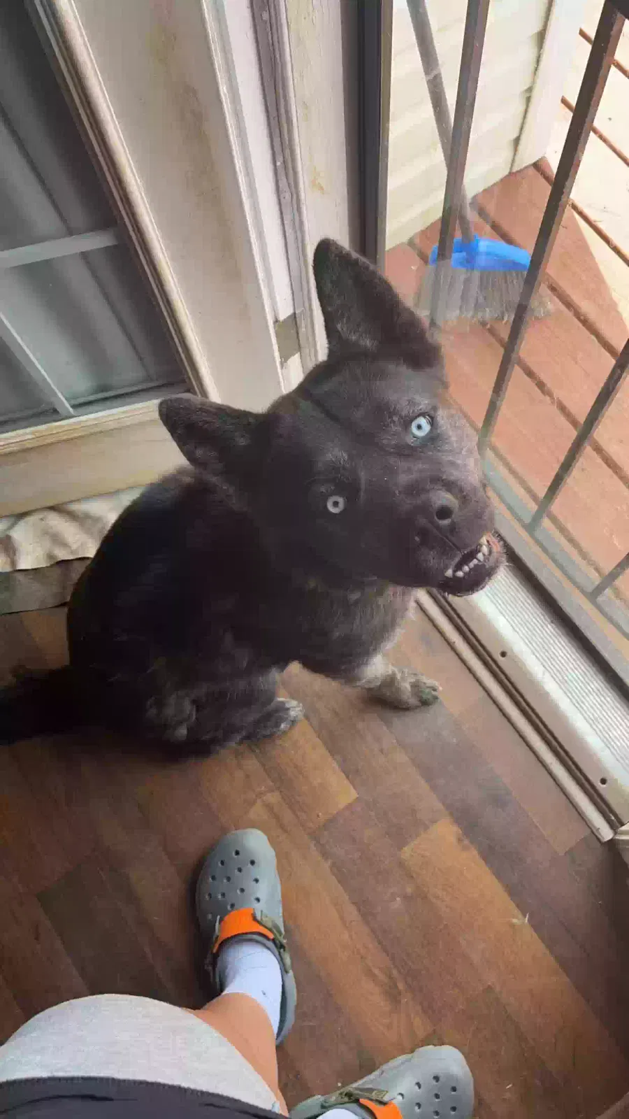 Lost dog in Clarksville, TN, 37040