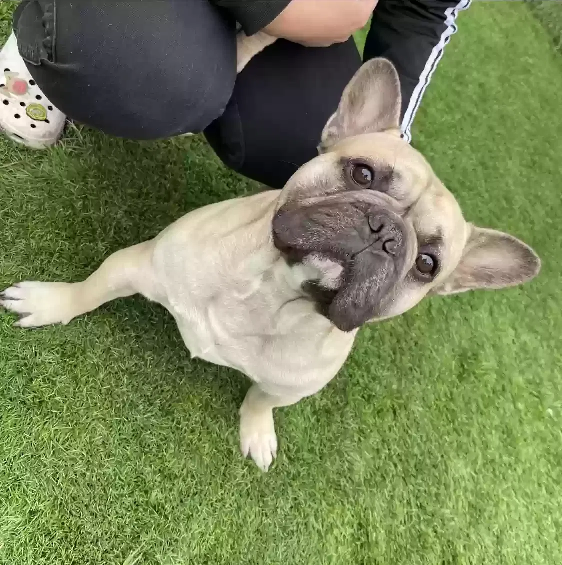 Lost dog in Las Vegas, NV, 89101
