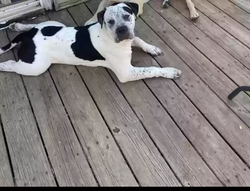 Lost dog in Cleveland, OH, 44121