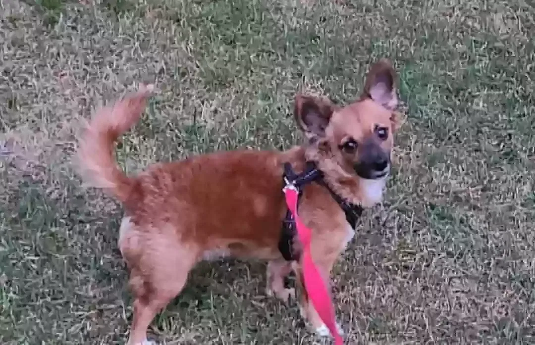 Lost dog in Newburgh, IN, 47630