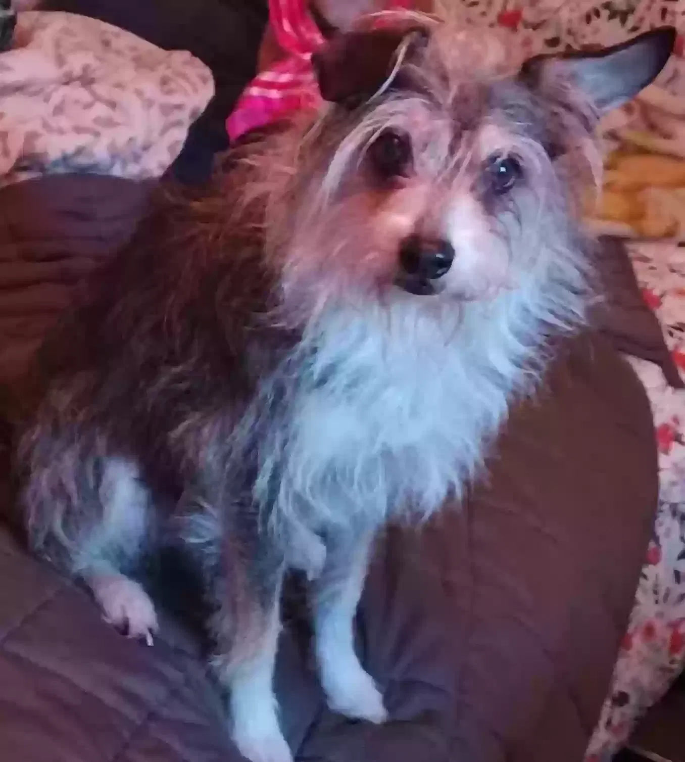 Lost dog in Pacoima, CA, 91331