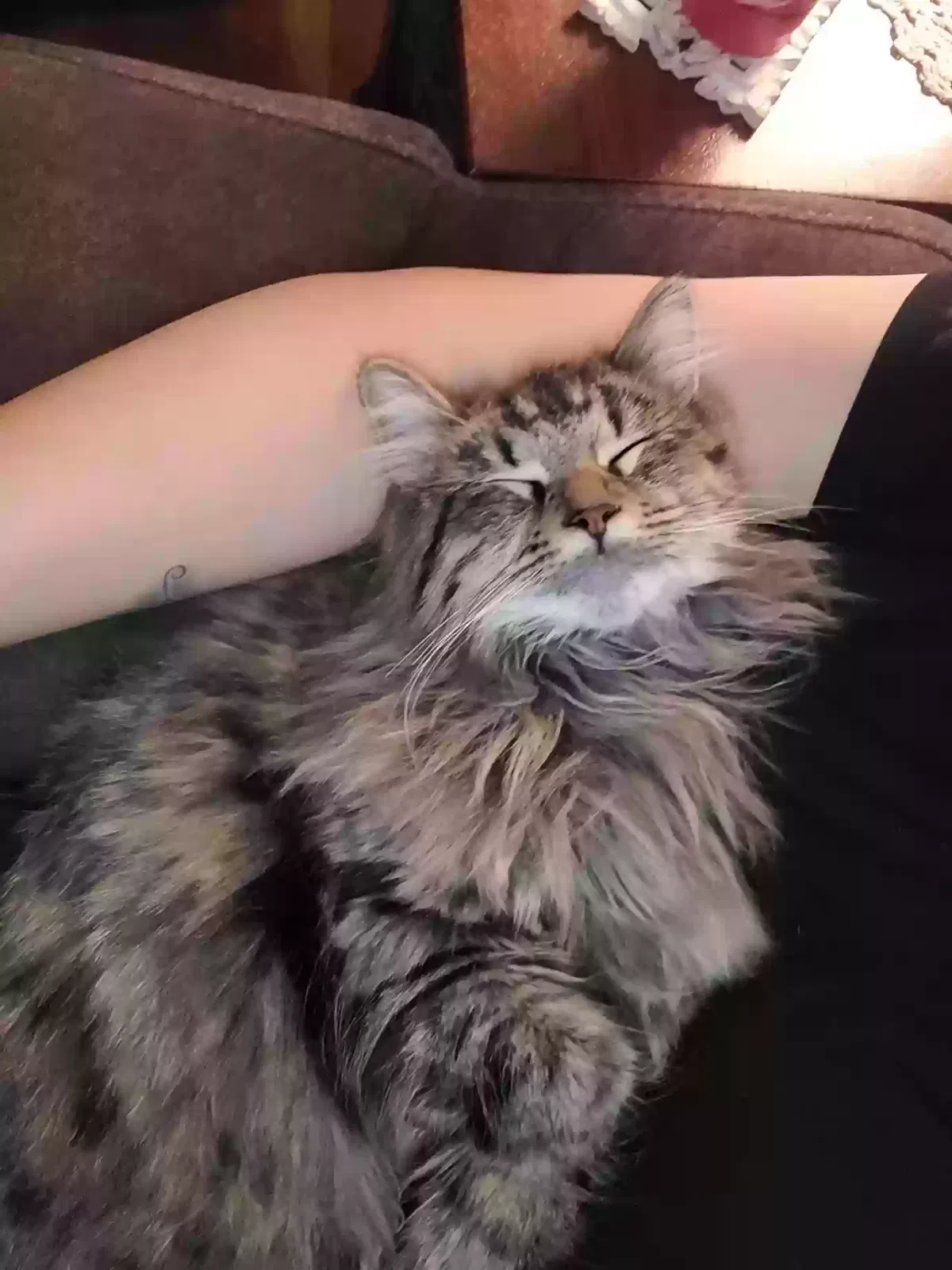 Lost cat in Cortland, OH, 44410