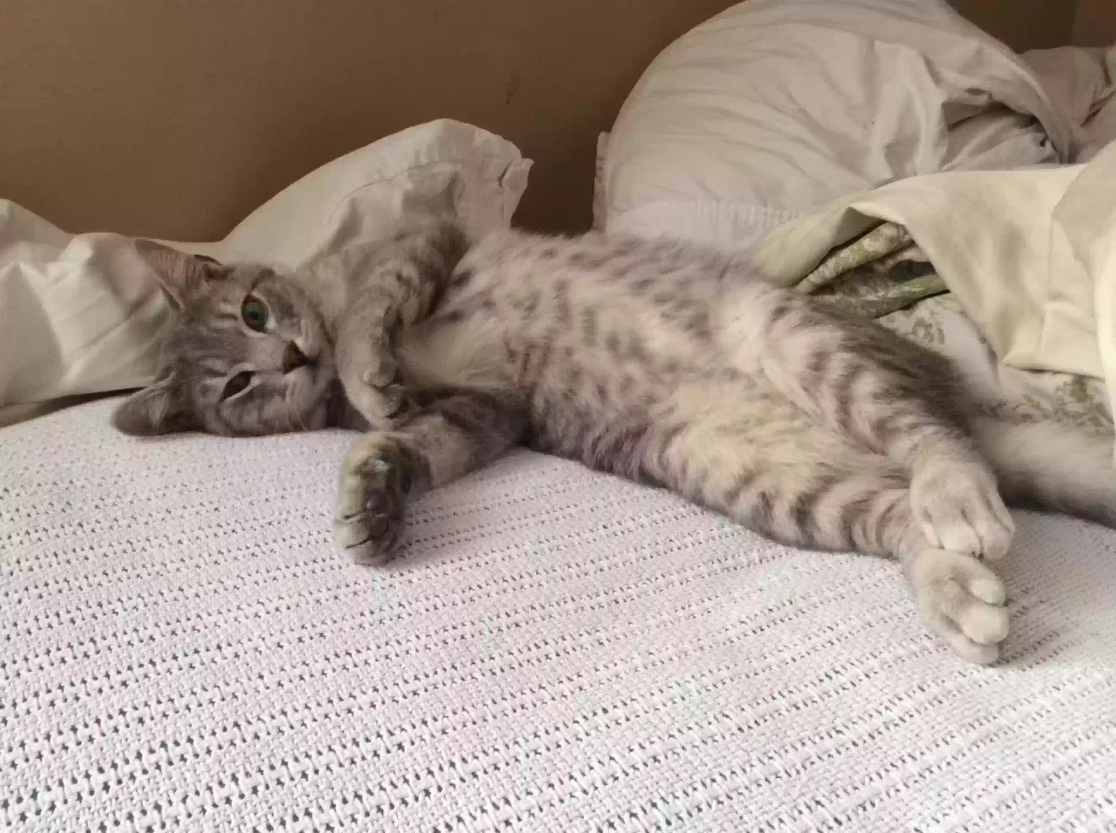 Lost cat in Orangevale, CA, 95662