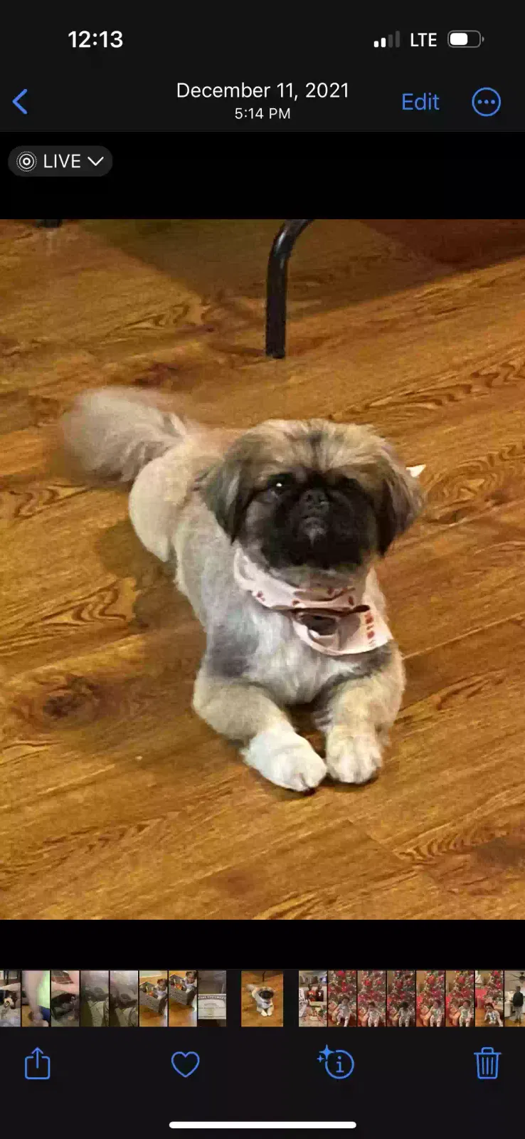Lost dog in Lafayette, LA, 70501