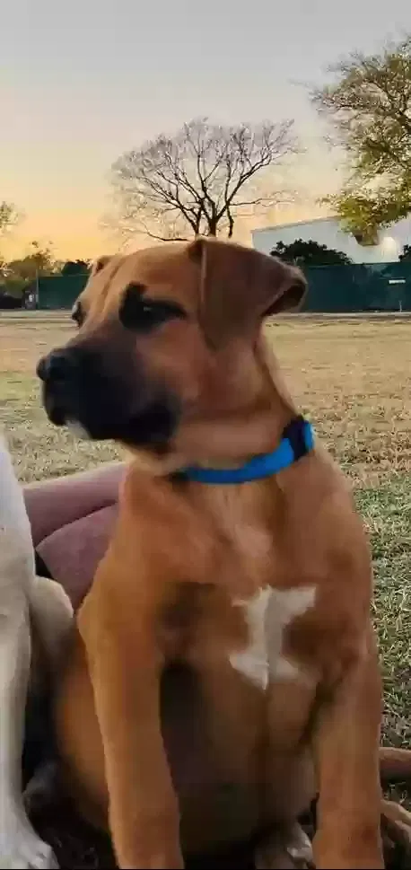 Lost dog in Tulsa, OK, 74115