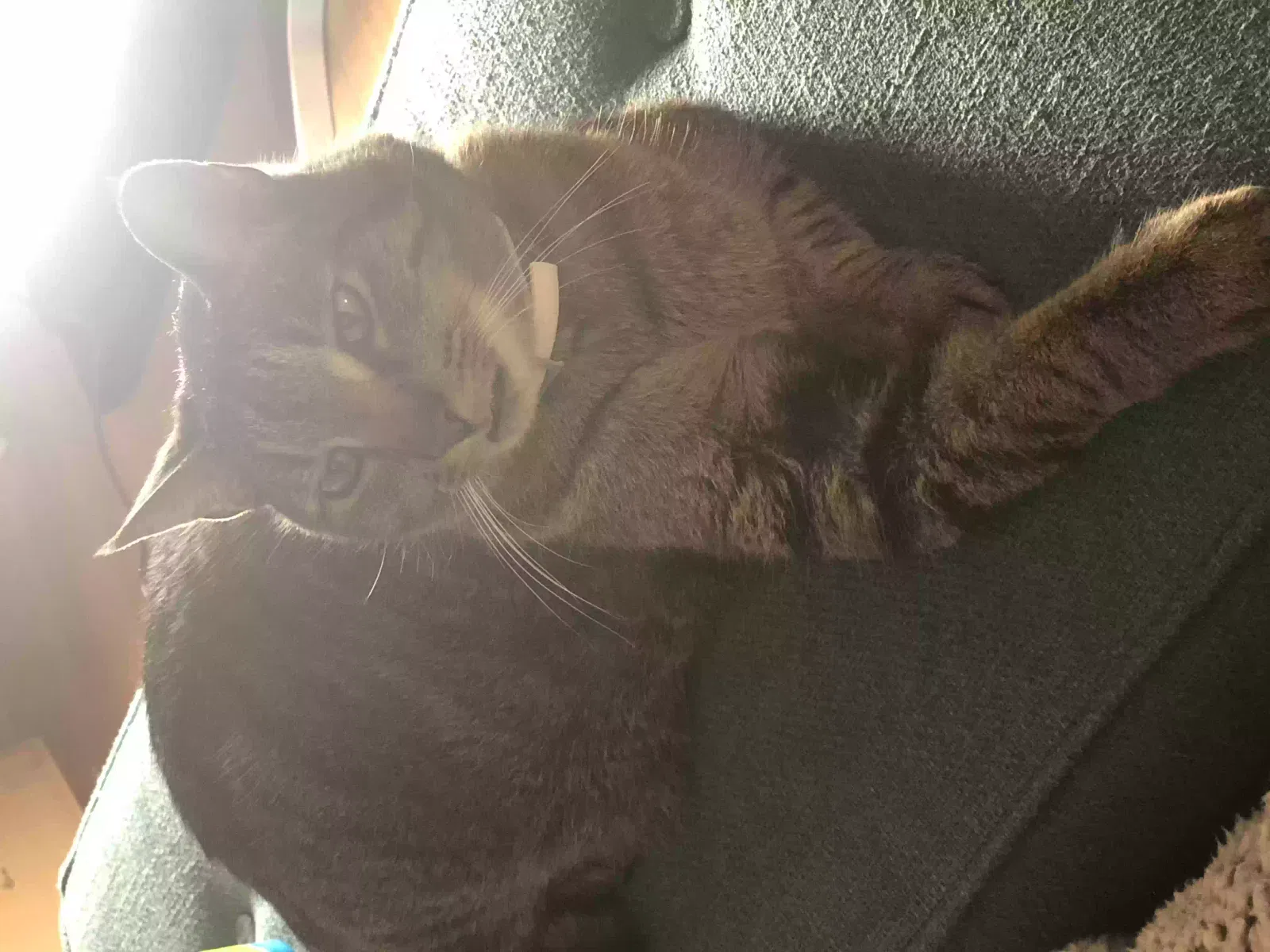 Lost cat in Syracuse, NY, 13224