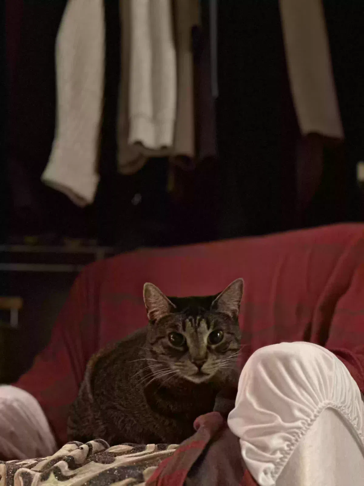 Lost cat in Schaumburg, IL, 60193