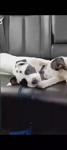 Lost dog in Dallas, TX, 75202