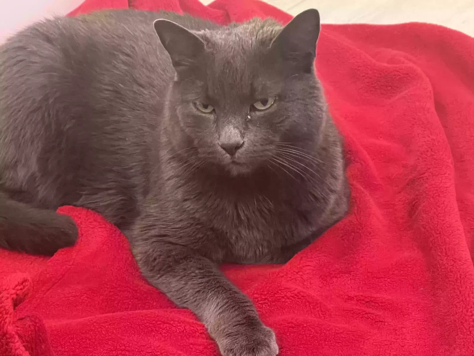Lost cat in Englewood, CO, 80110