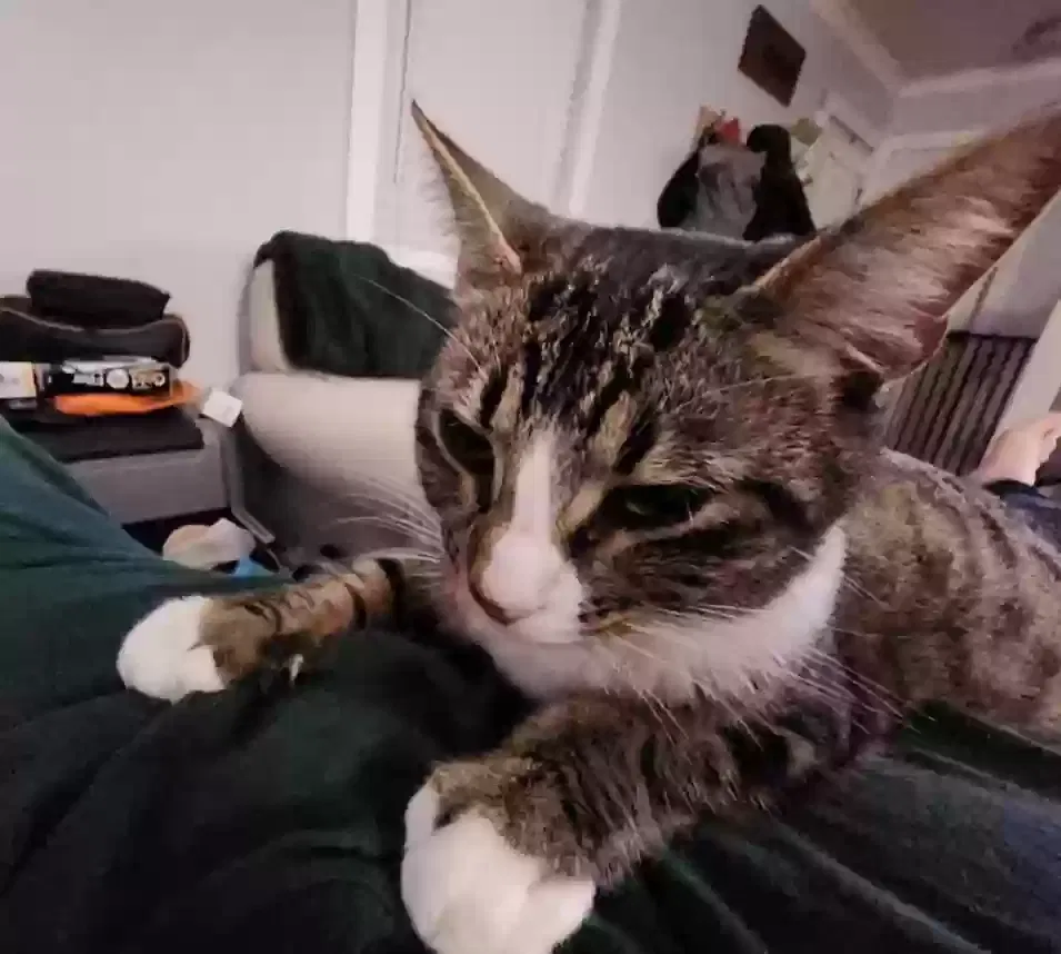 Lost cat in Summerville, SC, 29483
