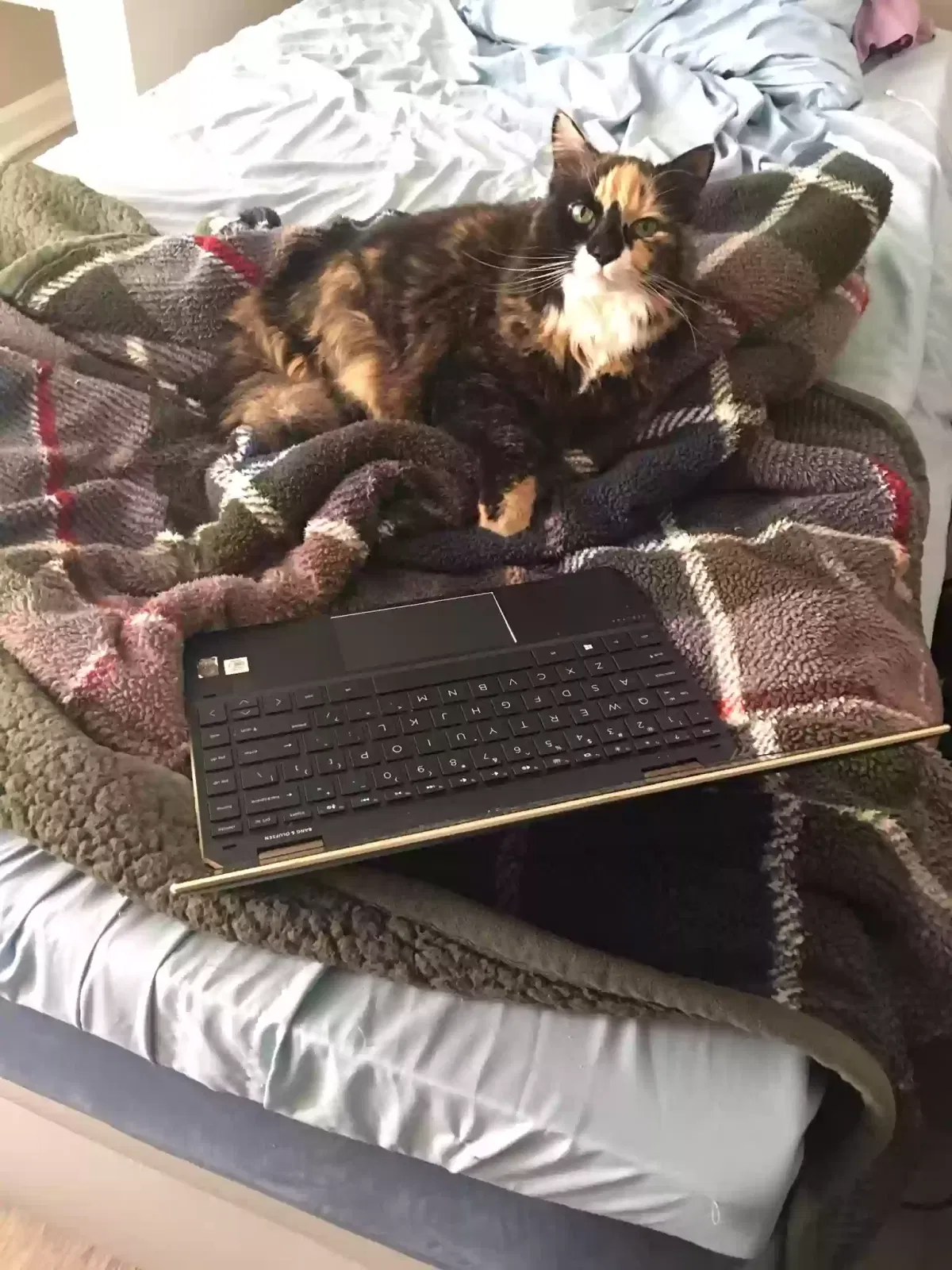Lost cat in Alpharetta, GA, 30004