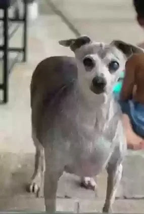 Lost dog in Richmond, TX, 77406