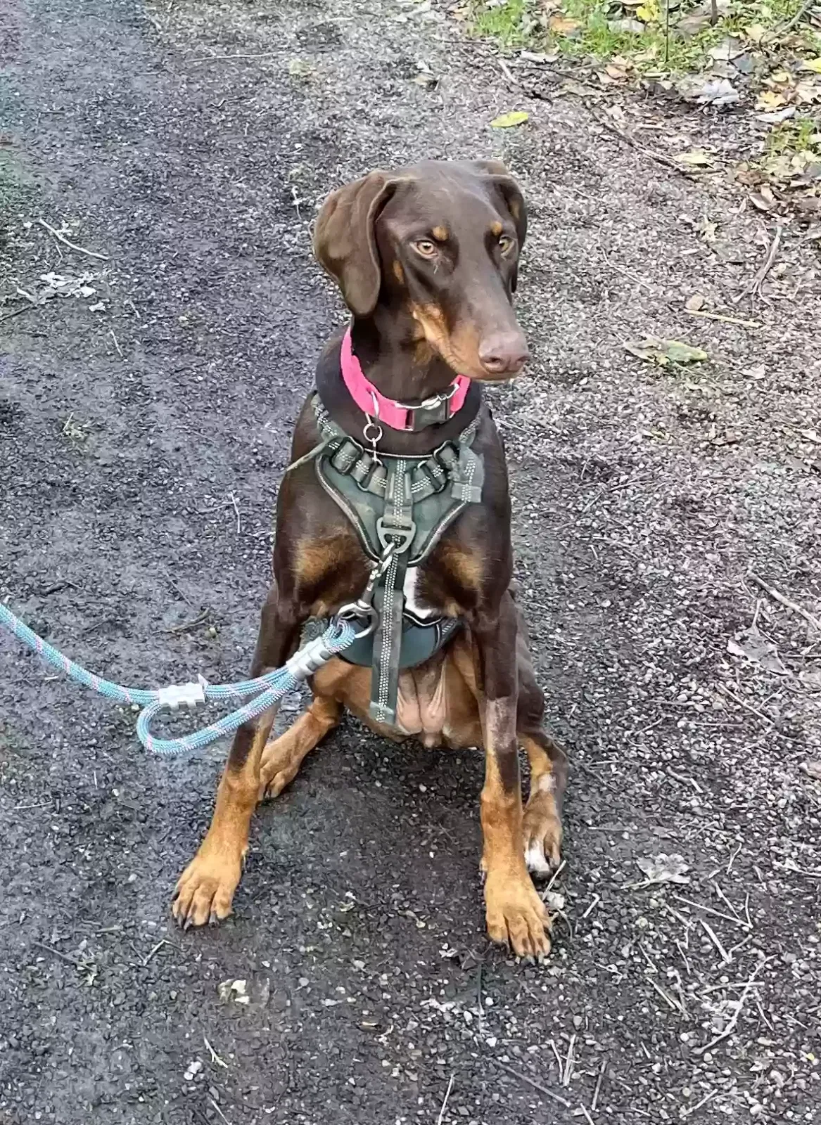 Lost dog in Portland, OR, 97211