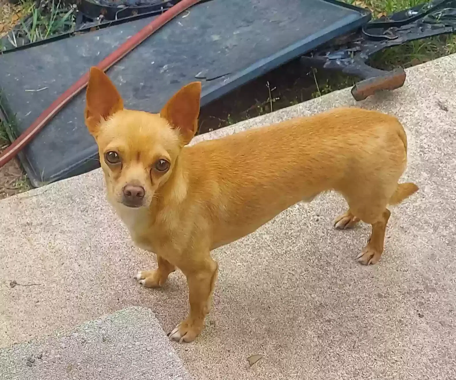 Lost dog in San Marcos, TX, 78666
