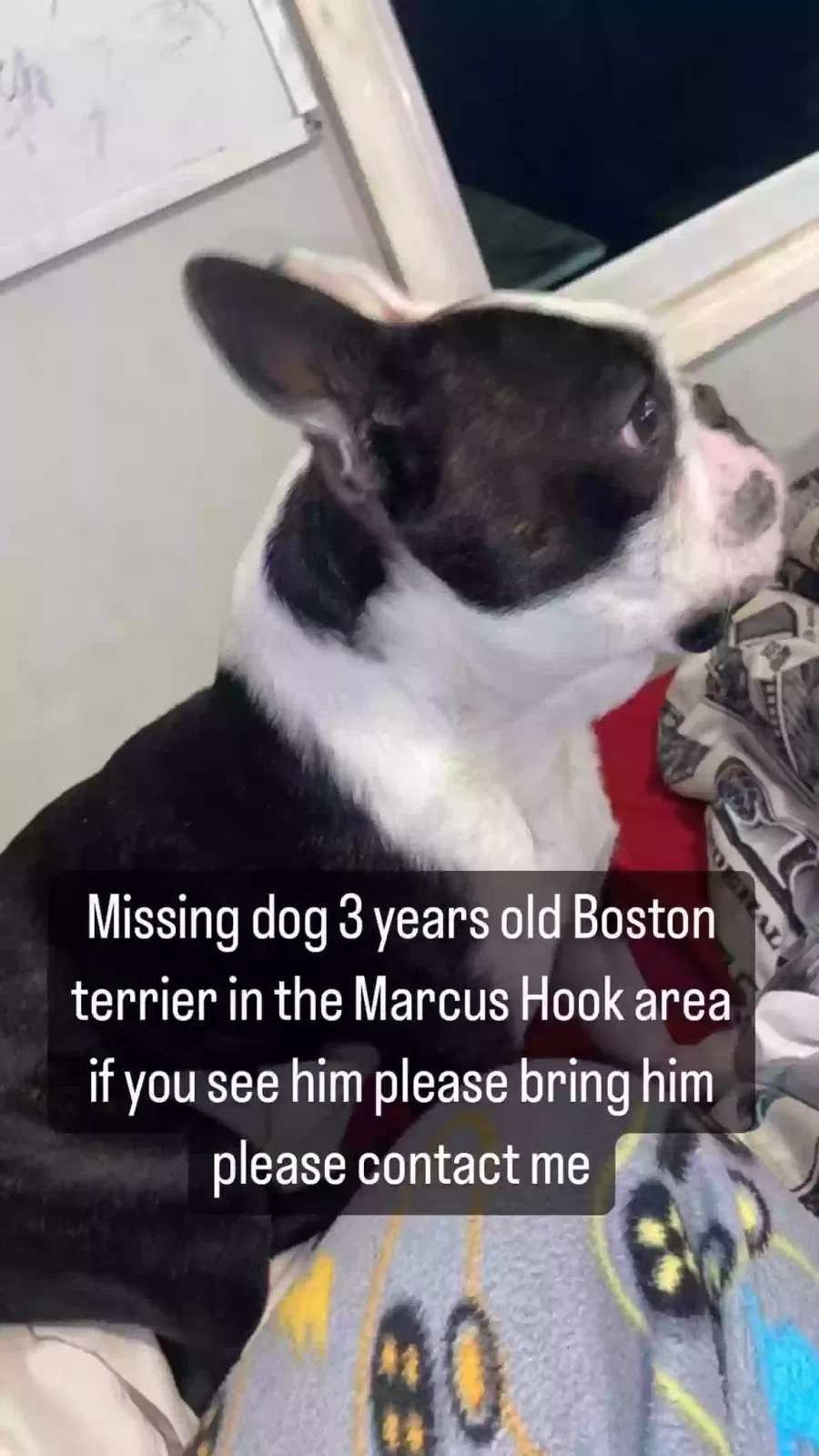 Lost dog in Marcus Hook, PA, 19061