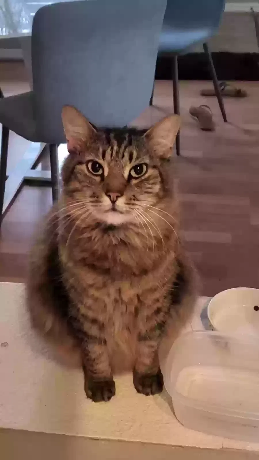 Lost cat in Oviedo, FL, 32765