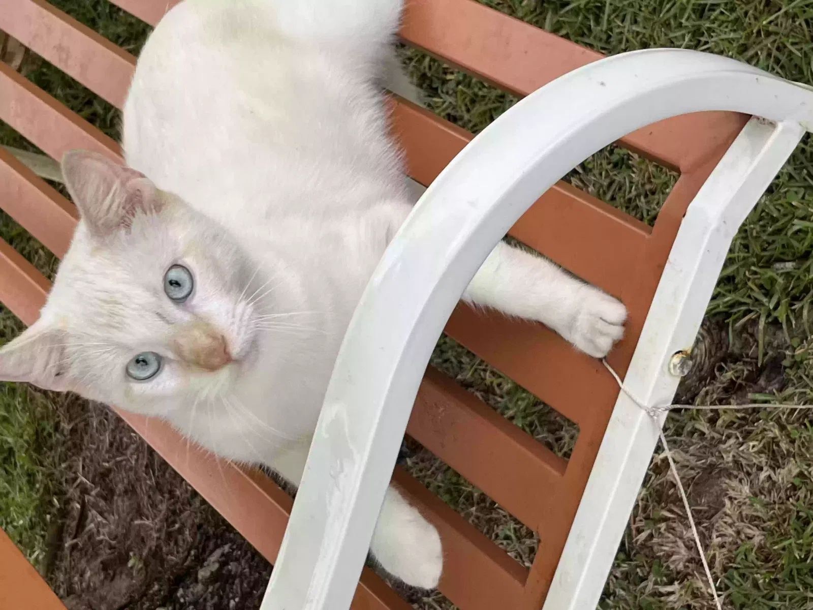 Lost cat in Foley, AL, 36535