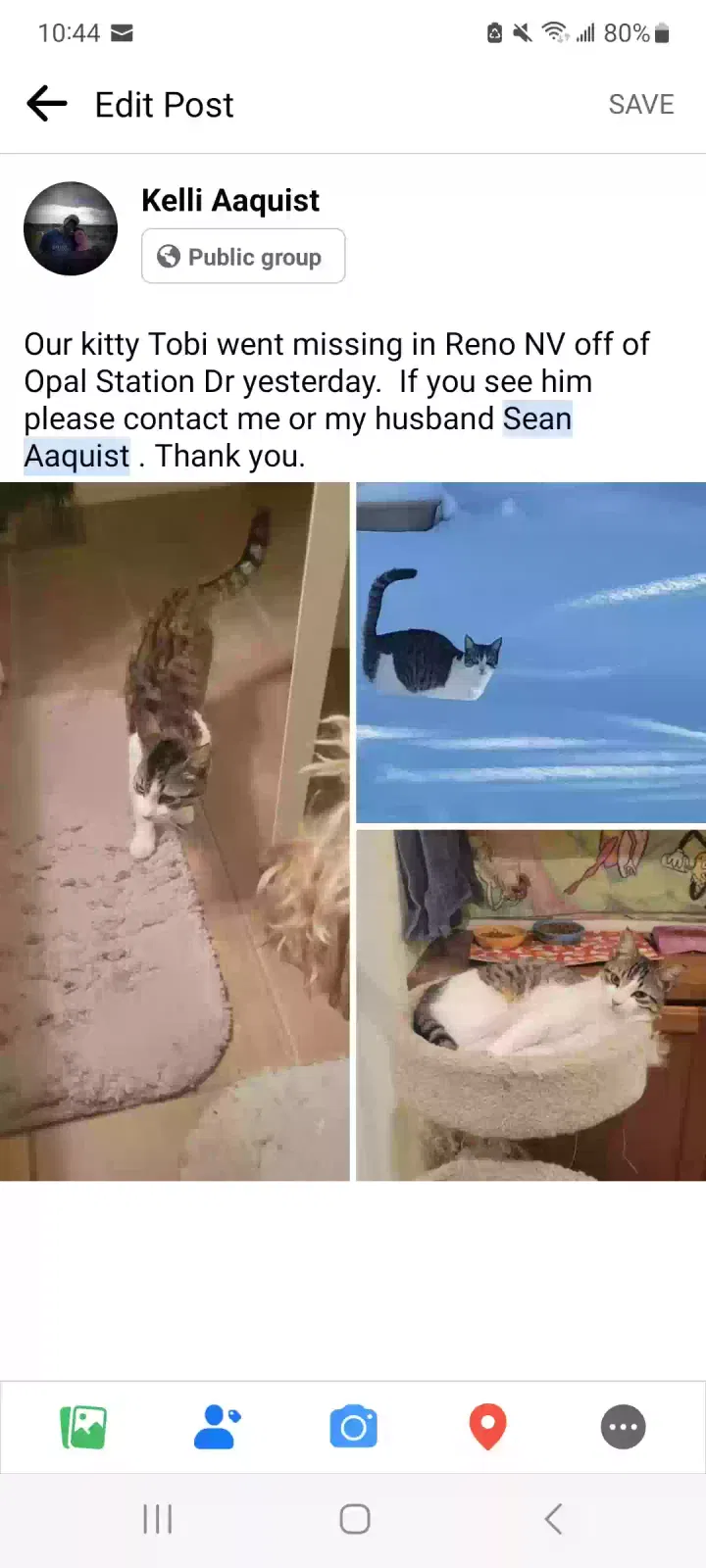 Lost cat in Reno, NV, 89506