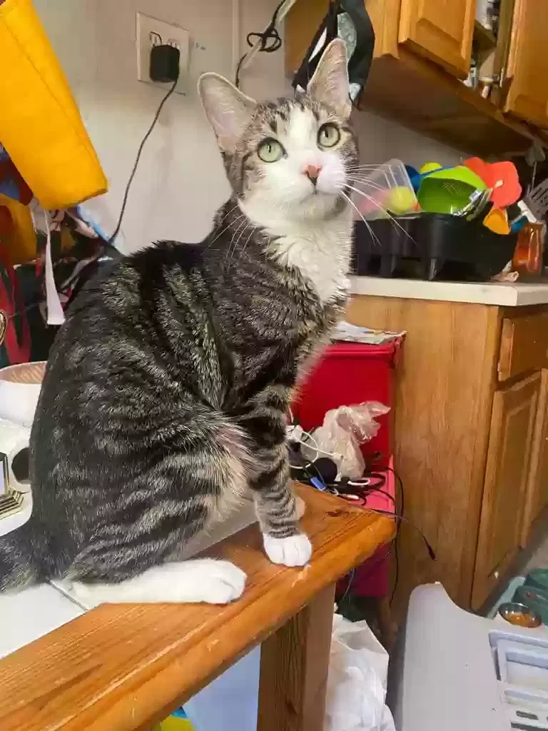 Lost cat in Bronx, NY, 10451