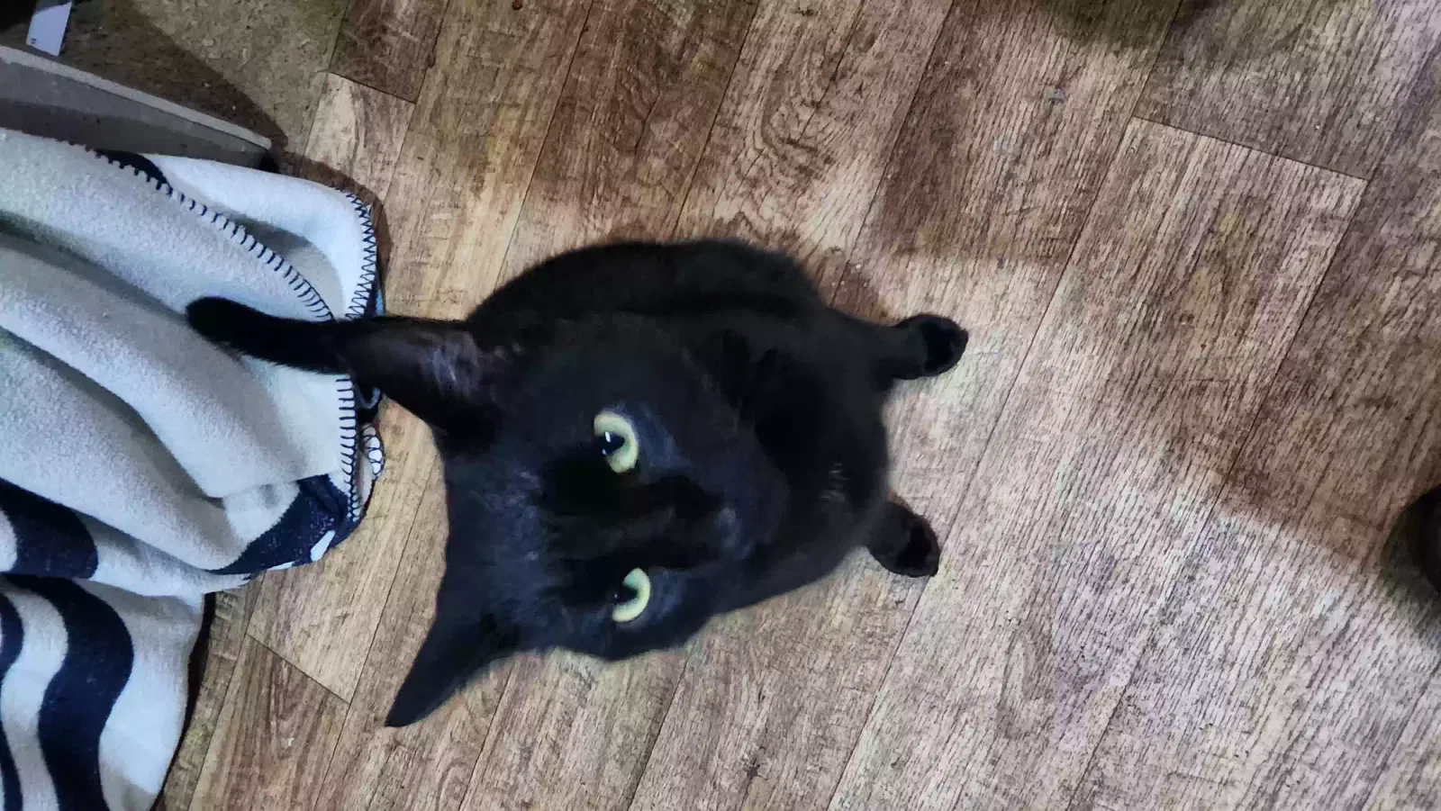 Lost cat in Port Orange, FL, 32127