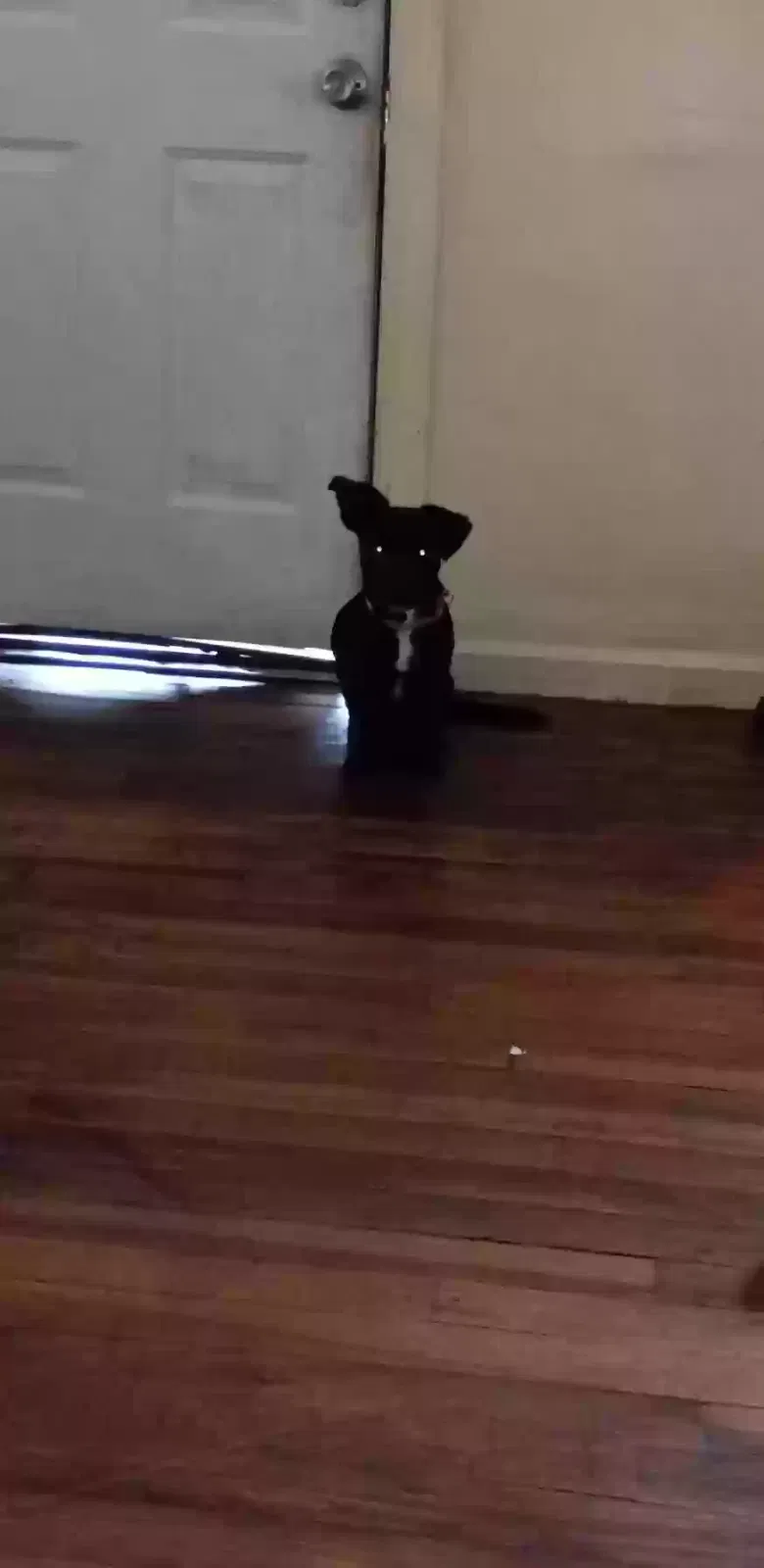 Lost dog in Sylacauga, AL, 35150