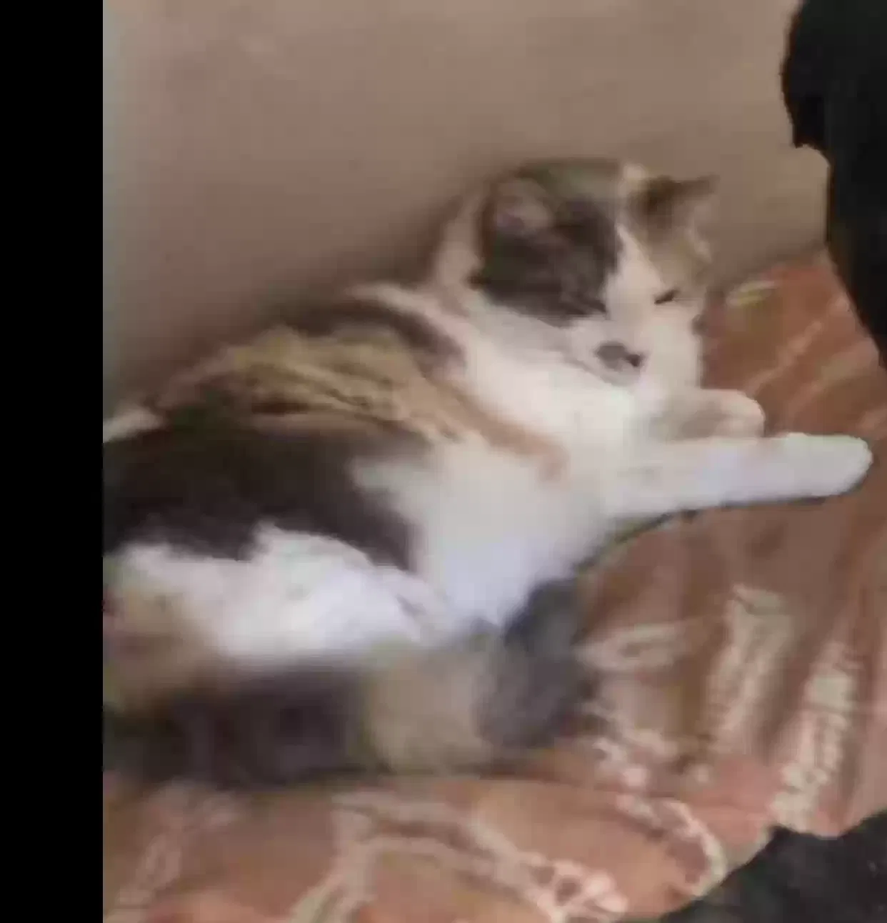 Lost cat in Hagerstown, MD, 21742
