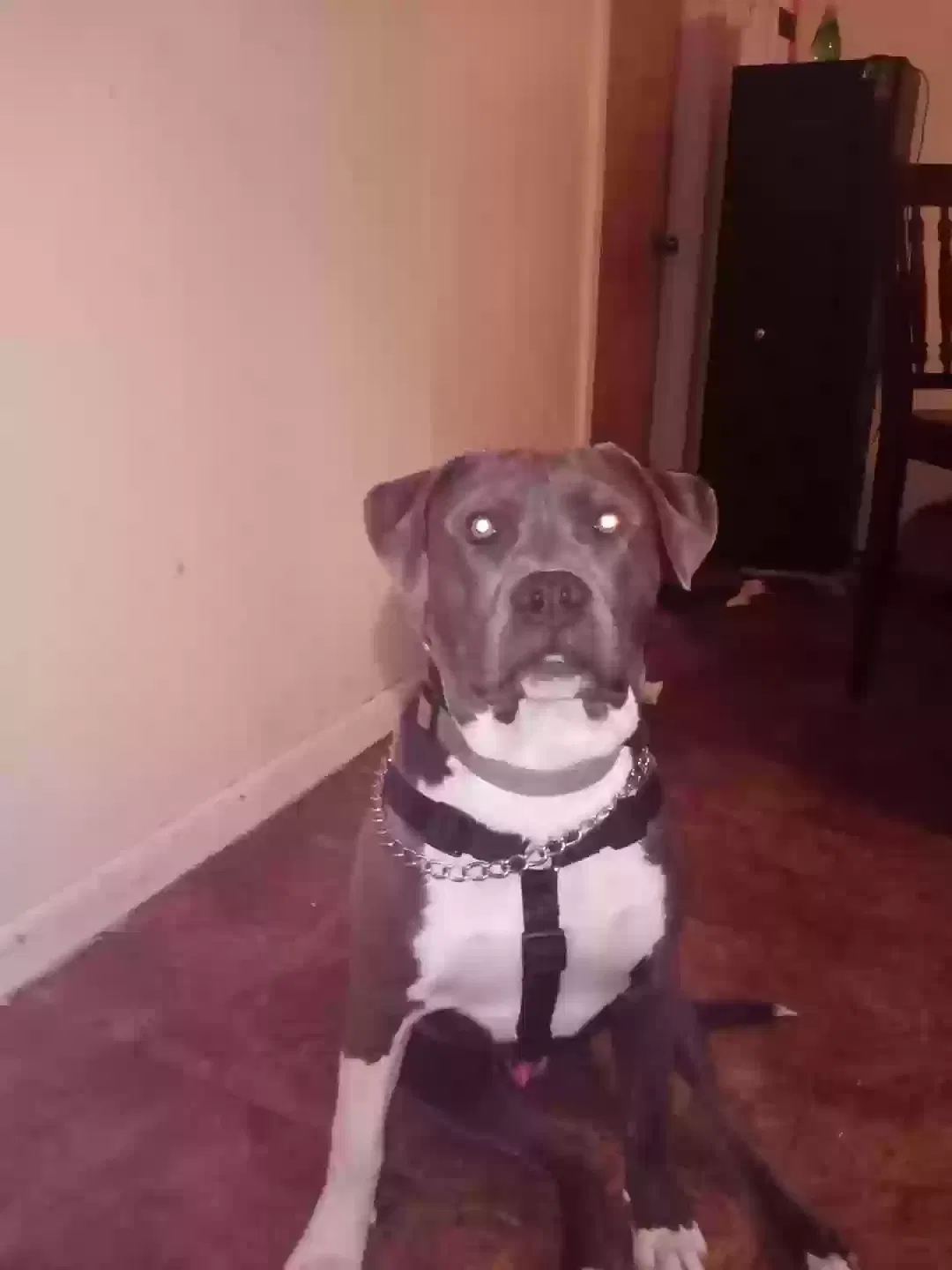 Lost dog in Osyka, MS, 39657