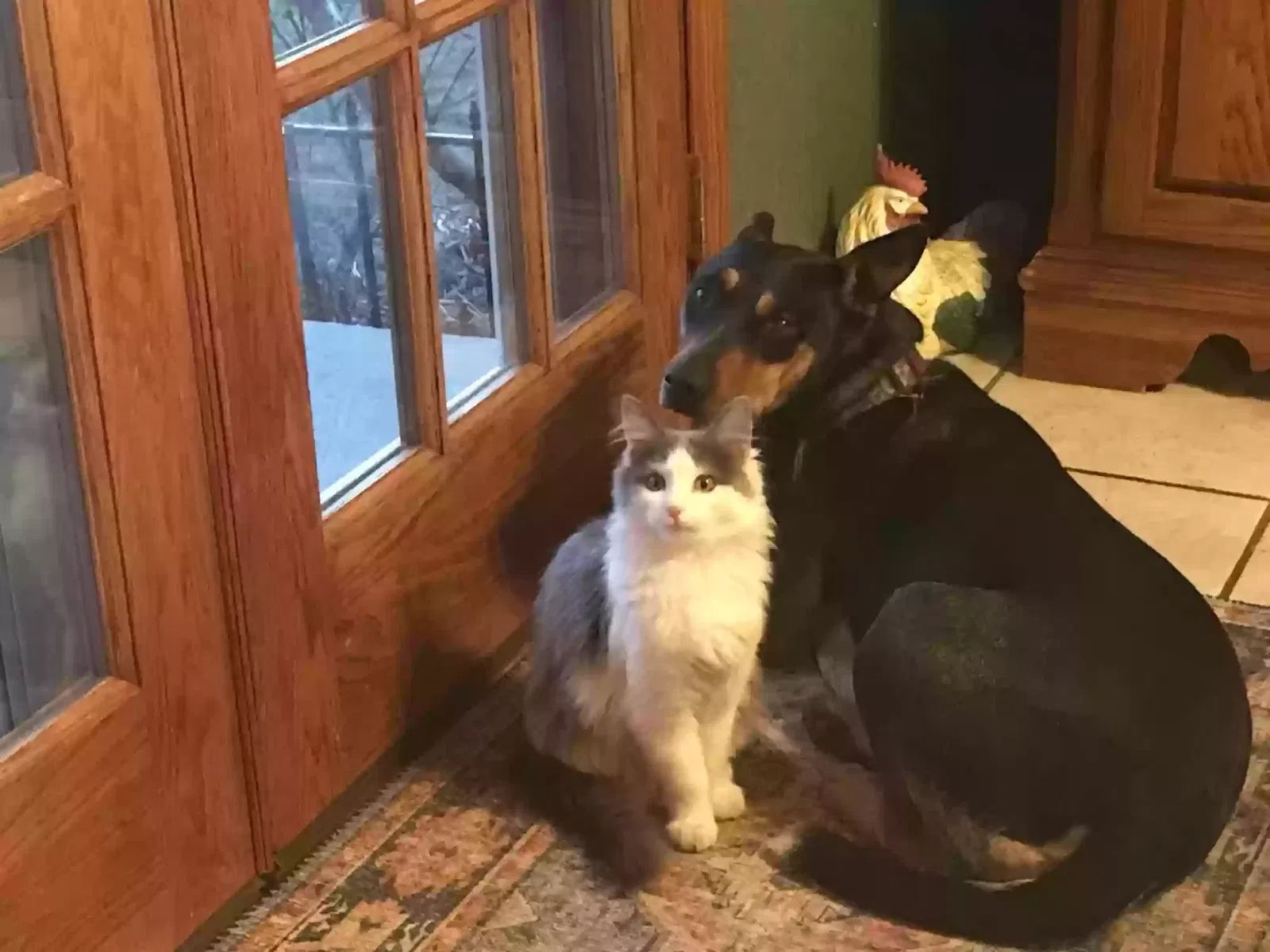 Lost cat in Edmond, OK, 73025