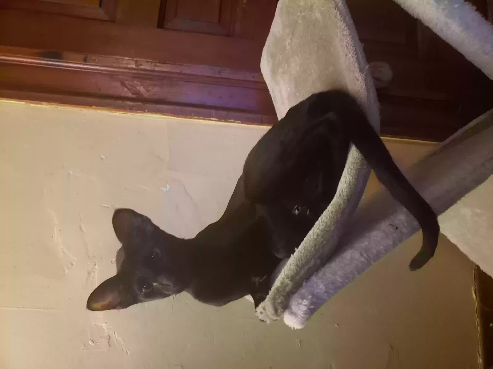 Lost cat in Covington, KY, 41011