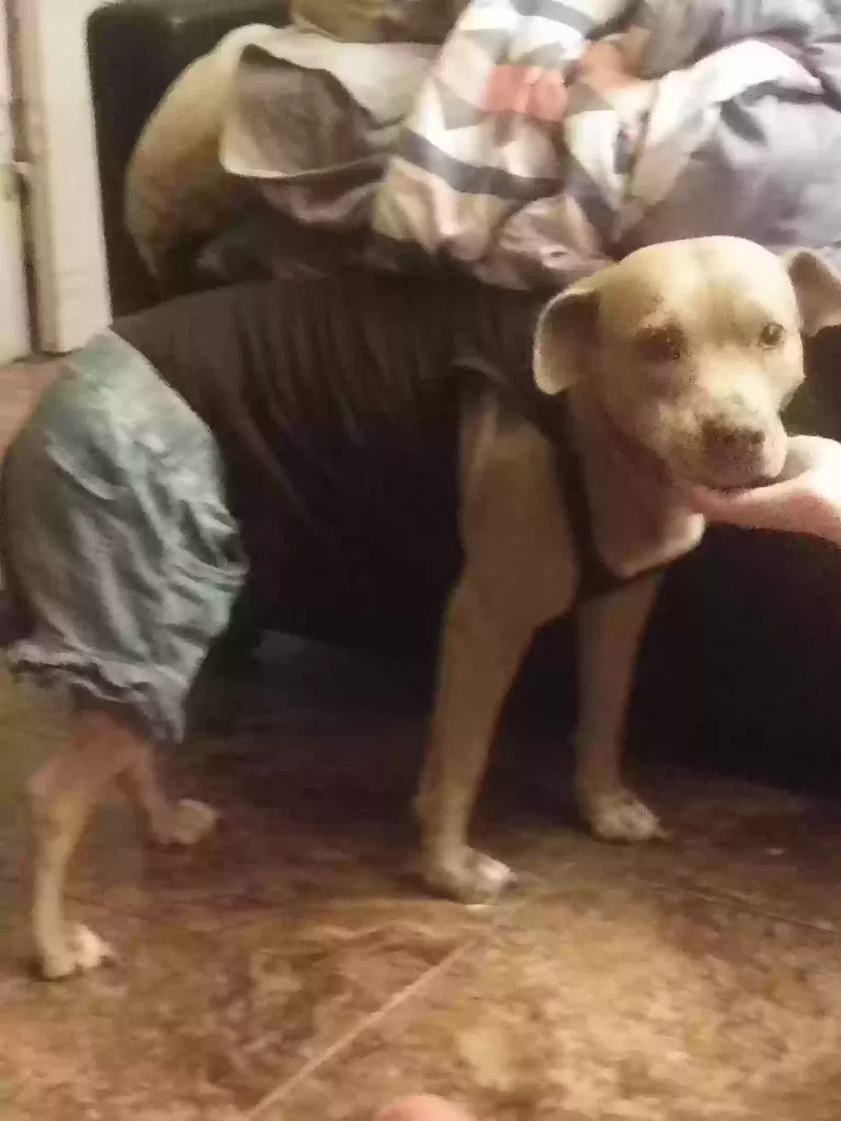 Lost dog in Osyka, MS, 39657