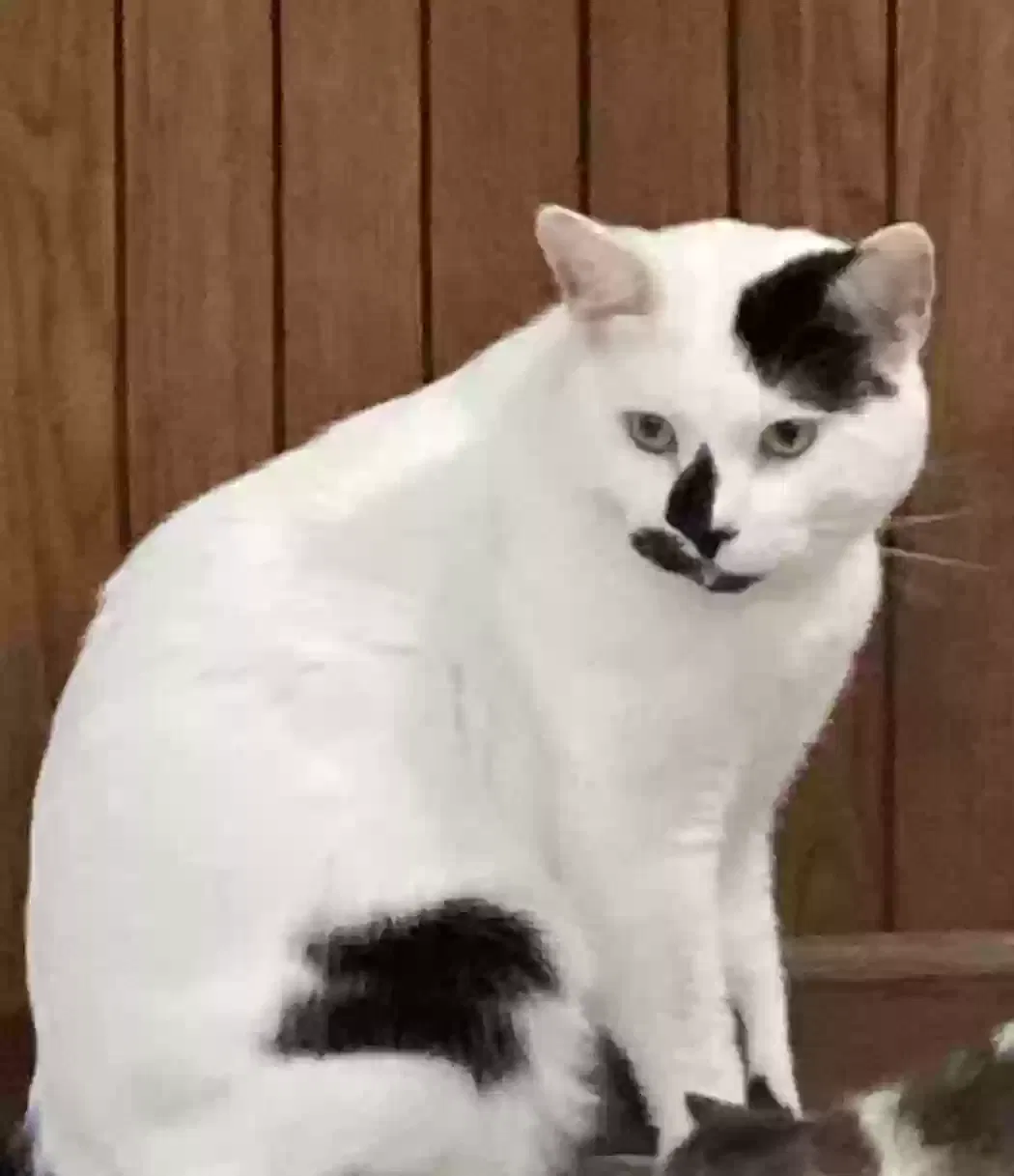 Lost cat in Minneapolis, MN, 55443