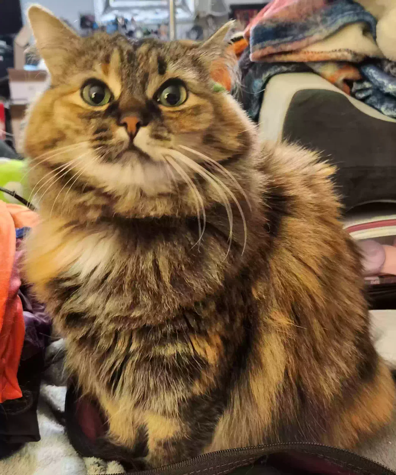 Lost cat in Tampa, FL, 33647