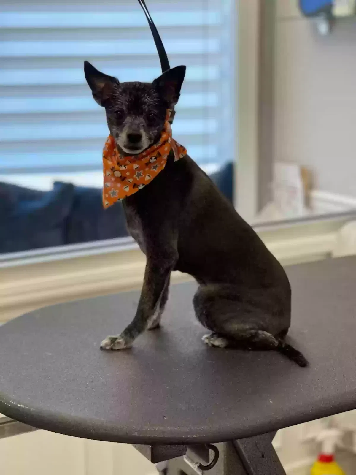 Lost dog in Bay Shore, NY, 11706