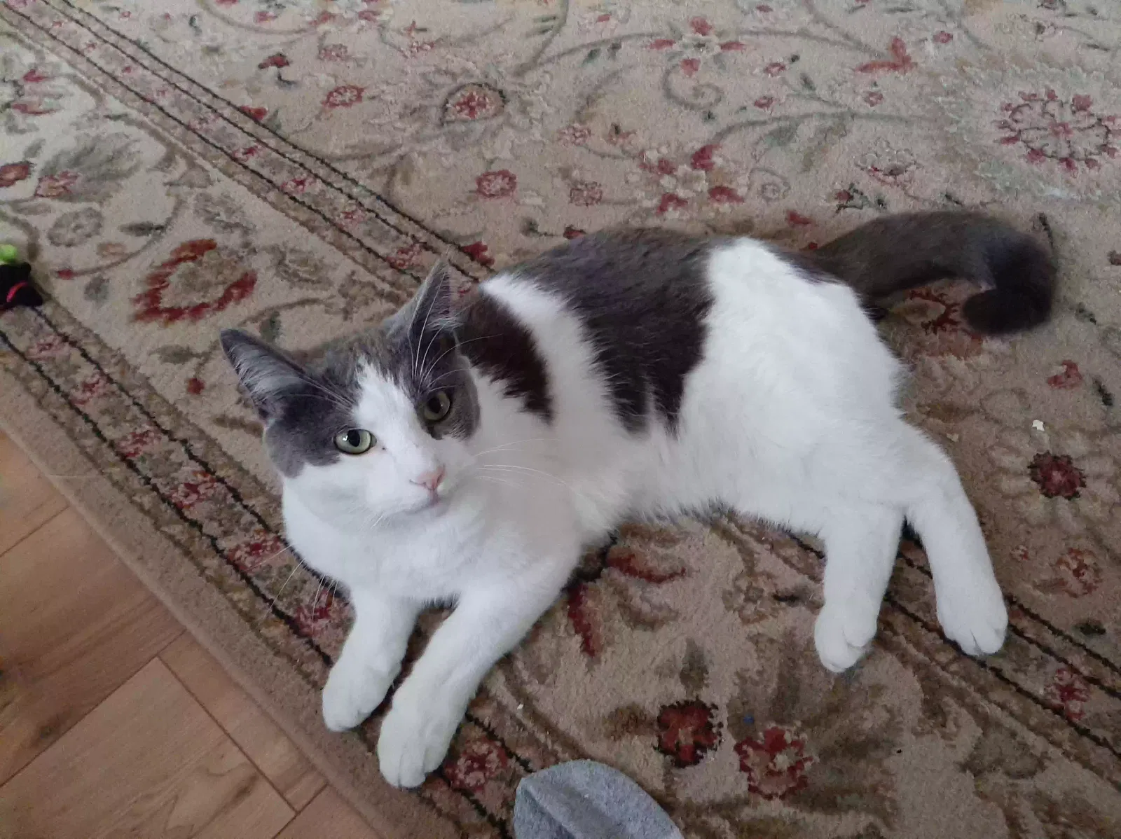 Lost cat in Williamstown, NJ, 8094