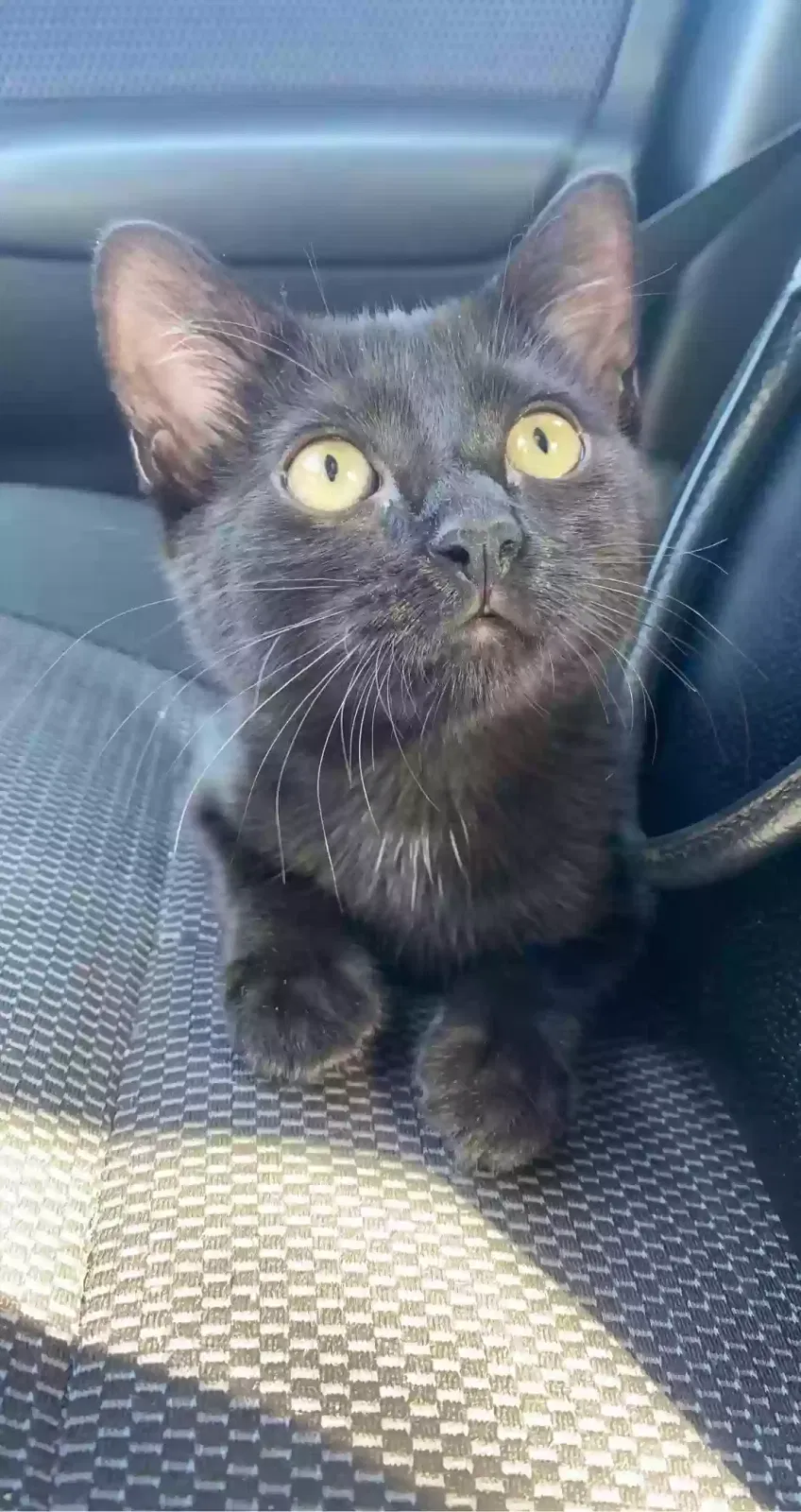Lost cat in San Antonio, TX, 78250
