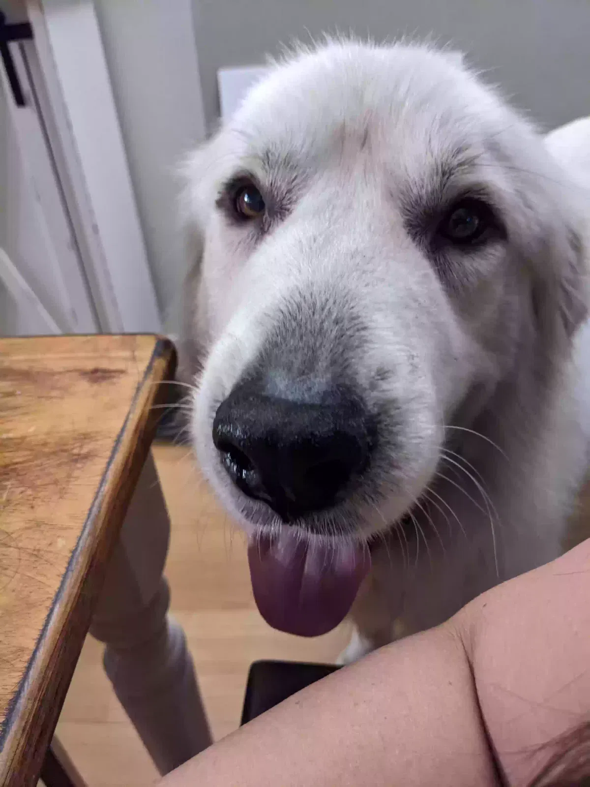 Lost dog in Cantonment, FL, 32533
