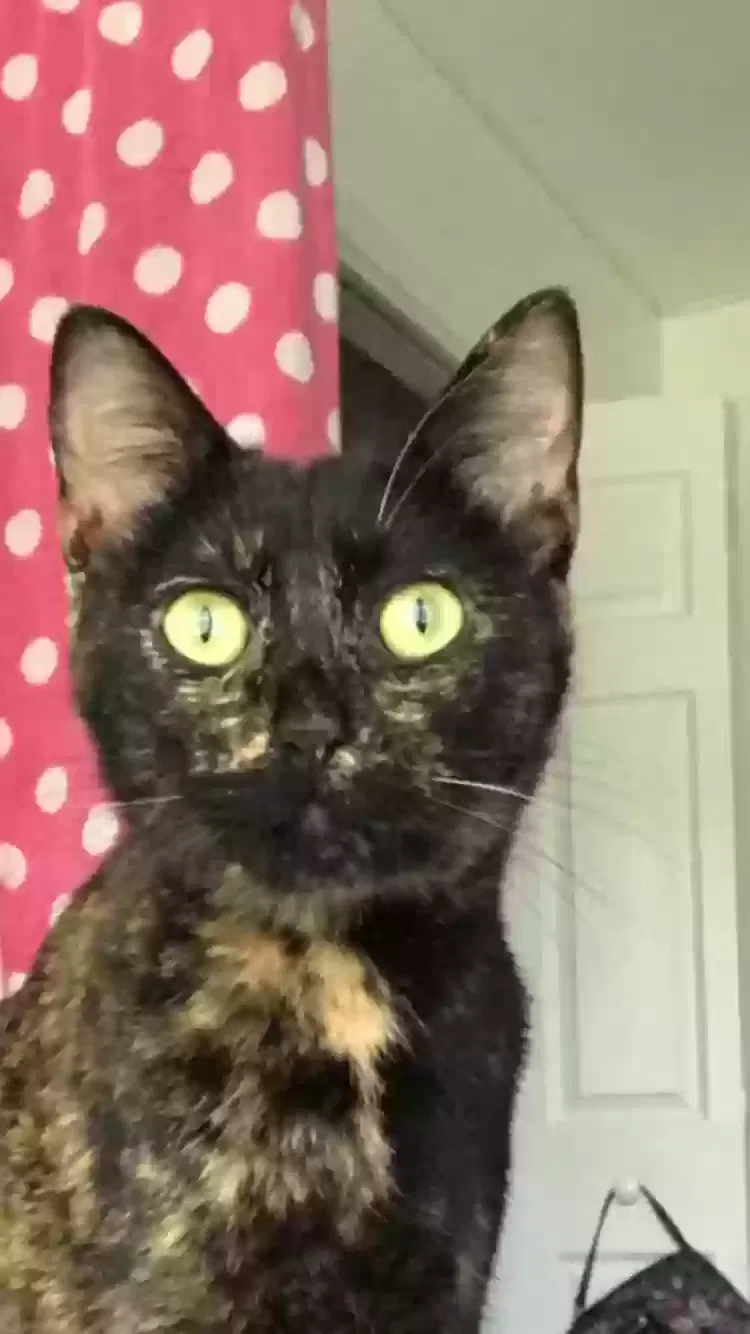 Lost cat in Round Rock, TX, 78681