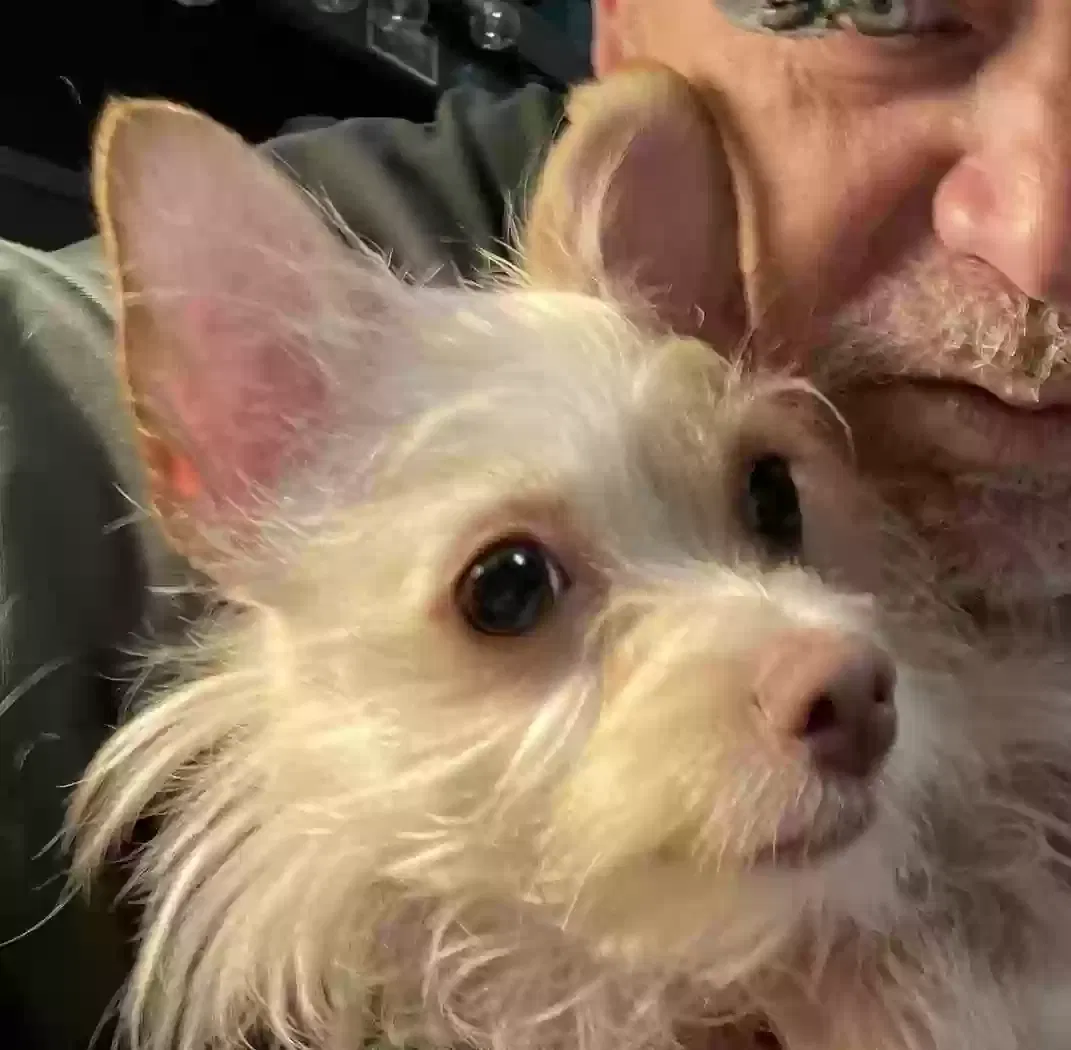 Lost dog in Albuquerque, NM, 87106