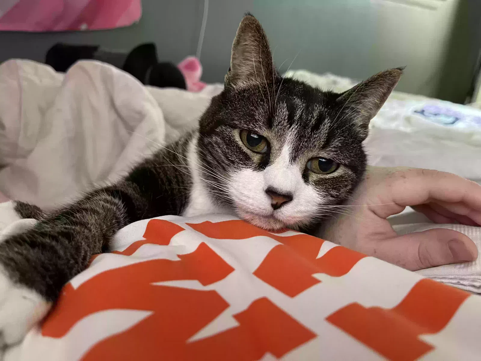 Lost cat in Ringgold, GA, 30736